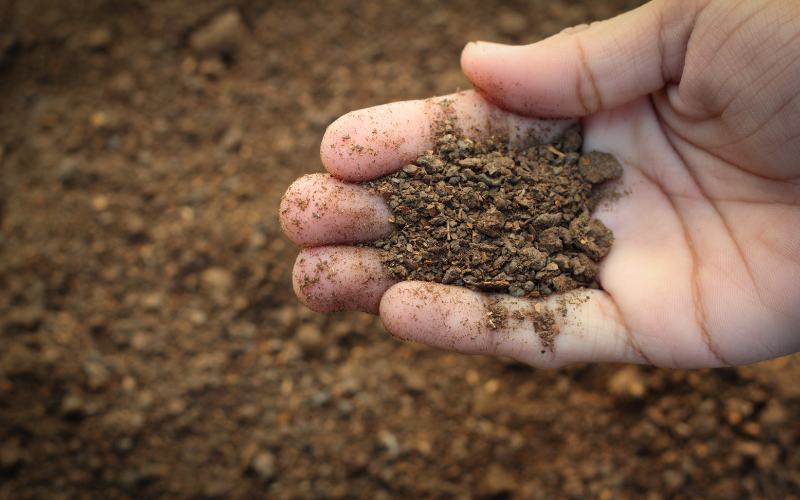 No Fertilizer